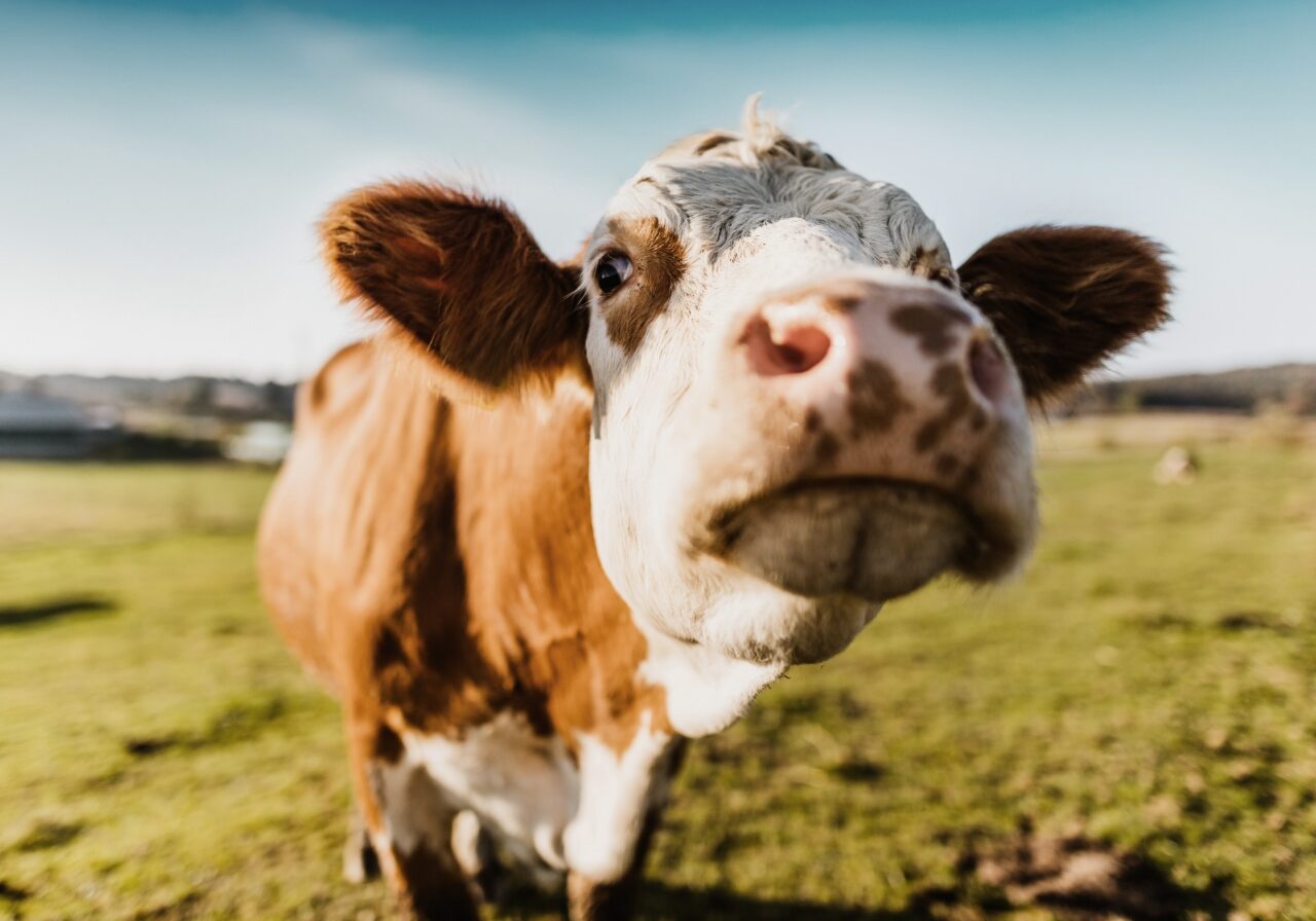 Case_Münsterland_Cow